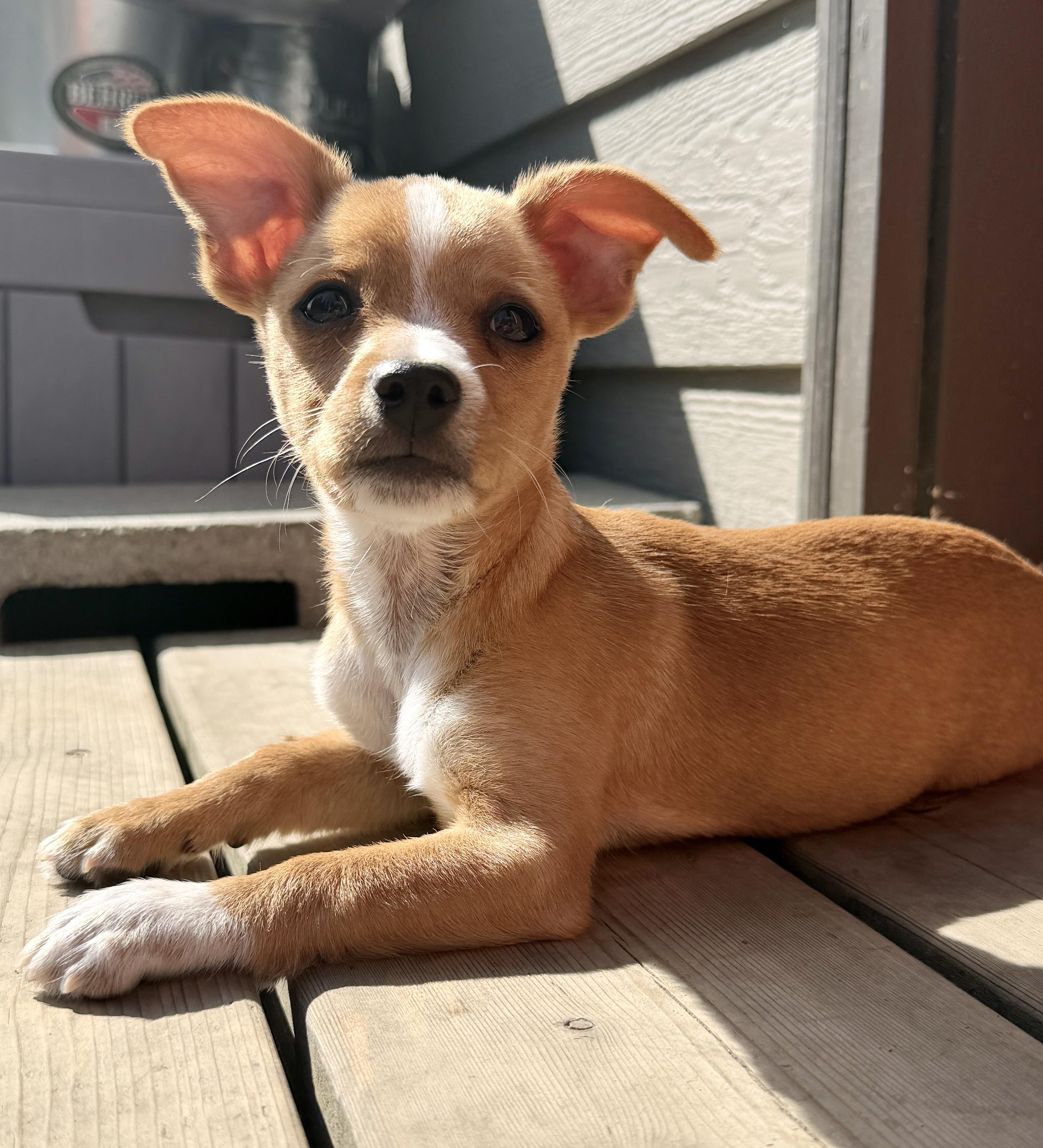 Elko, an adopted mixed breed in Silvana, WA image 2/6