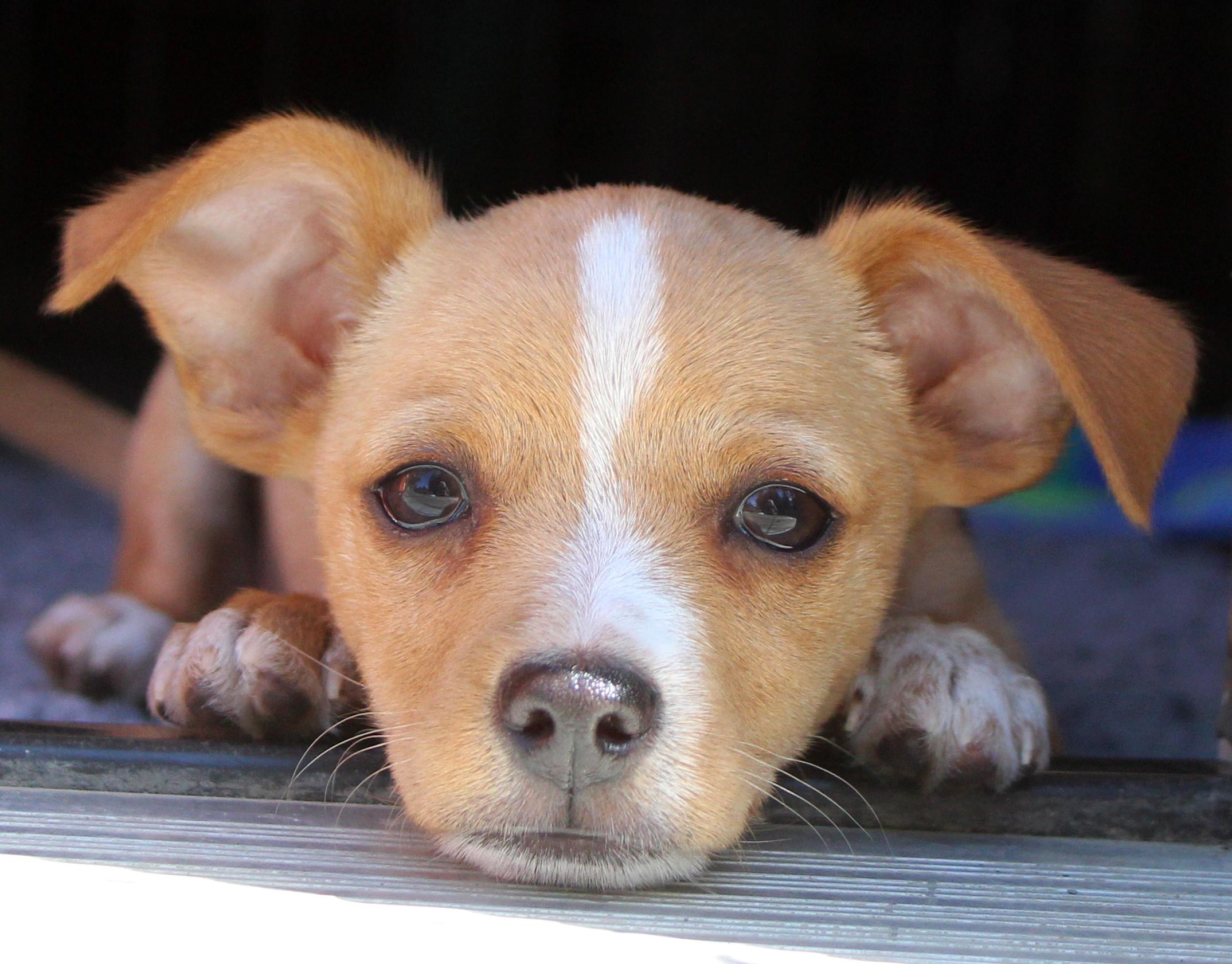 Elko, an adopted mixed breed in Silvana, WA image 3/6