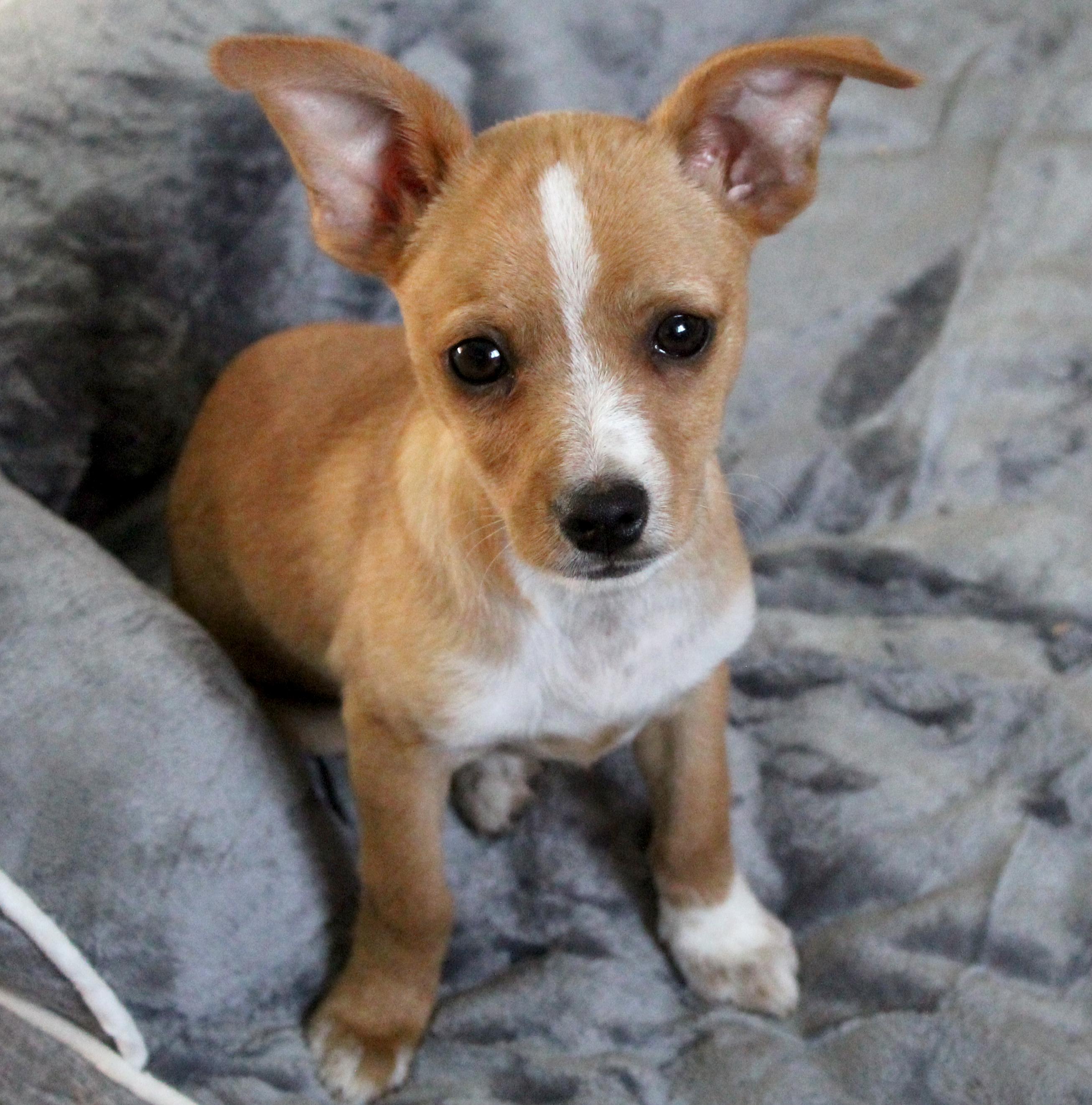 Elko, adopted, Puppy Male Chihuahua & Pomeranian.