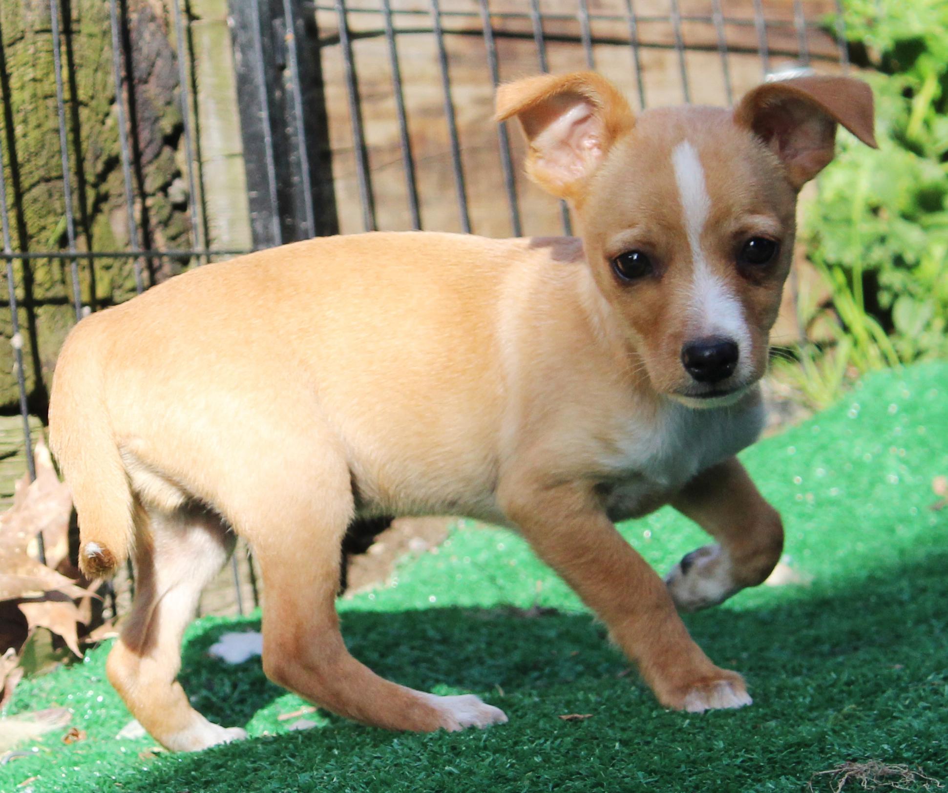 Elko, an adopted mixed breed in Silvana, WA image 4/6