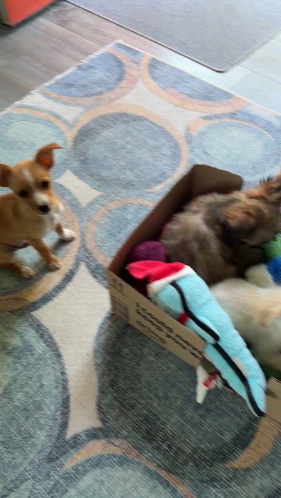 Enlarge Elko, an adopted mixed breed in Silvana, WA video 6/6