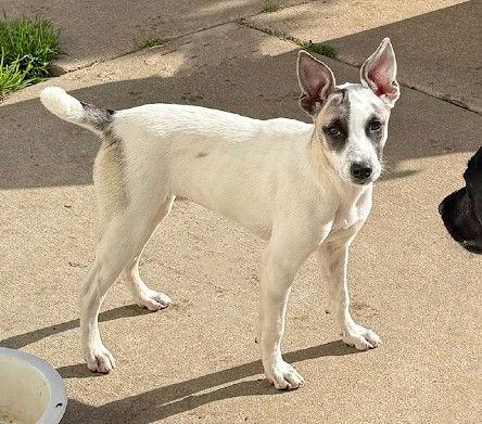 **EVEREST**, a Adoptable mixed breed in North Prairie, WI image 1/3