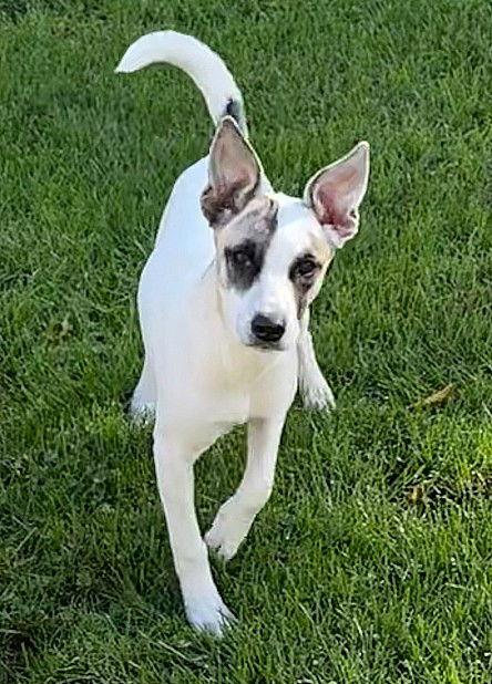 **EVEREST**, a Adoptable mixed breed in North Prairie, WI image 2/3