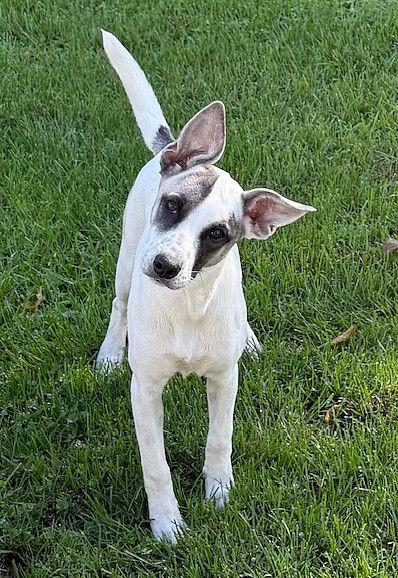 **EVEREST**, a Adoptable mixed breed in North Prairie, WI image 3/3