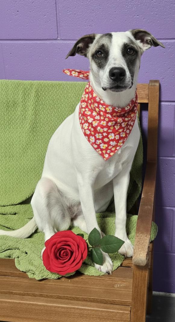 Enlarge **EVEREST**, a Adopted mixed breed in North Prairie, WI image 1/3