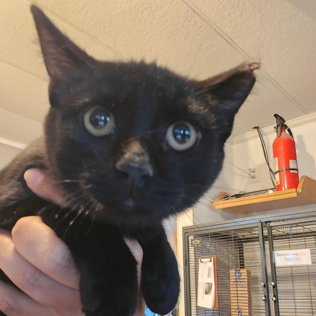 Enlarge Mischief, a Adoptable Domestic Short Hair in Hanna City, IL image 1/2