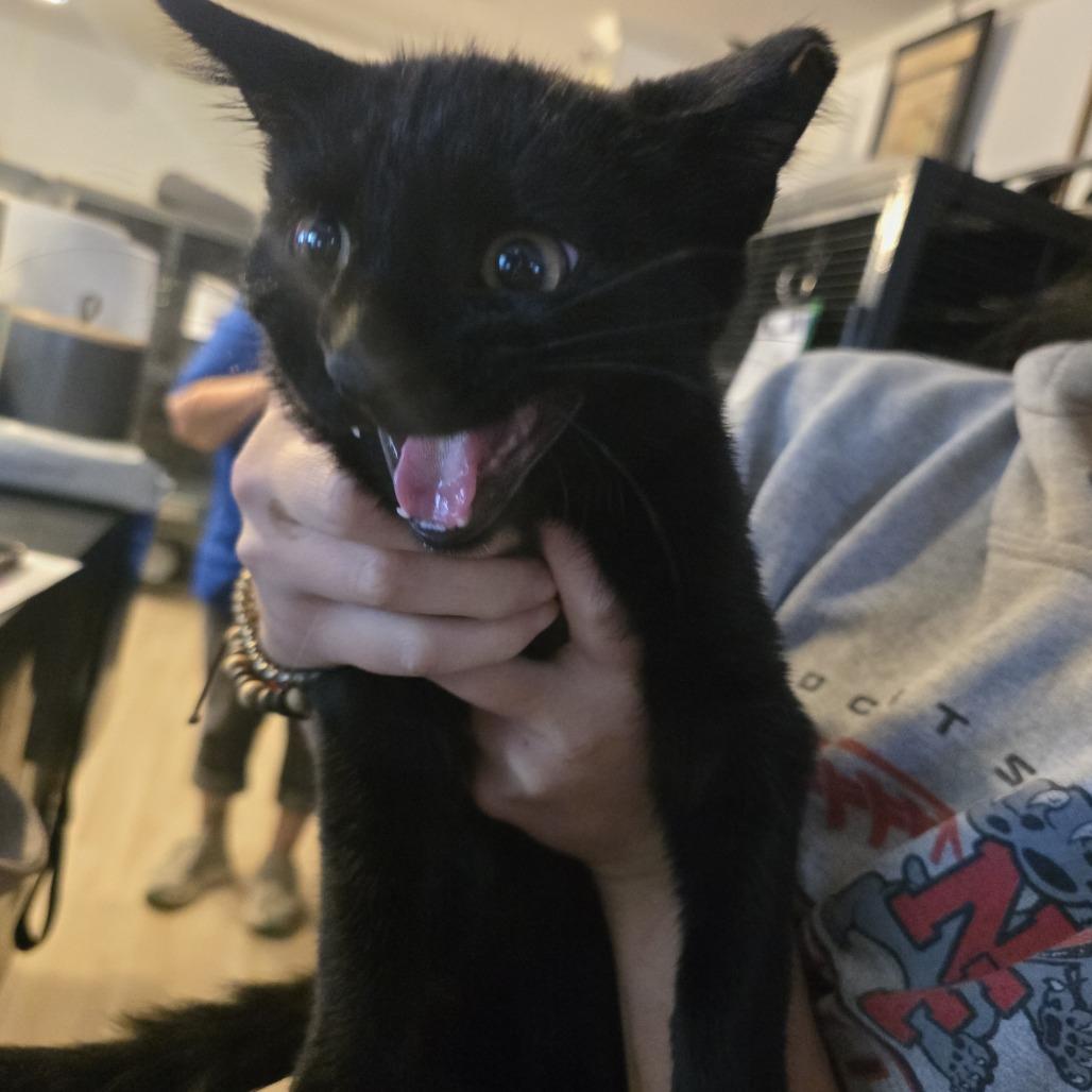 Enlarge Mischief, a Adoptable Domestic Short Hair in Hanna City, IL image 2/2