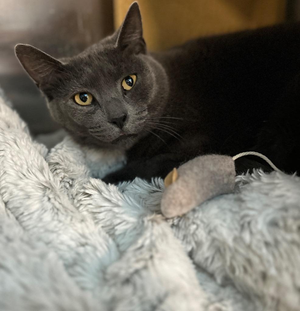 Enlarge Willow, a Adoptable mixed breed in Ewing, NJ image 1/1