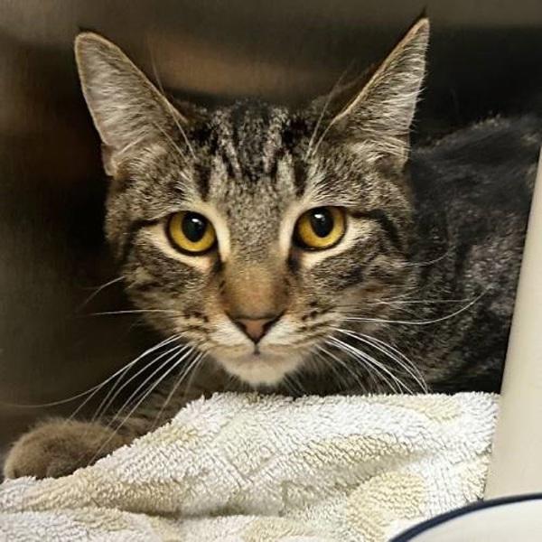 Meeko, Adoptable, Young Male Domestic Short Hair.