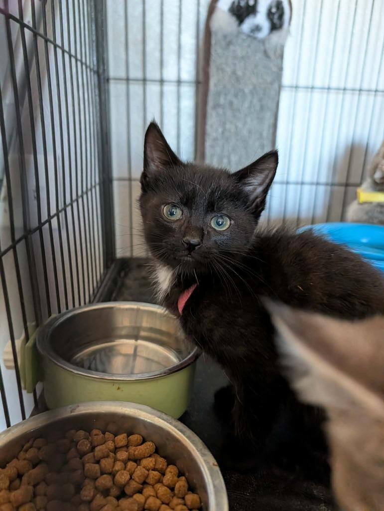 Enlarge Mario (Red Collar), a Adoptable mixed breed in Minot, ND image 1/3