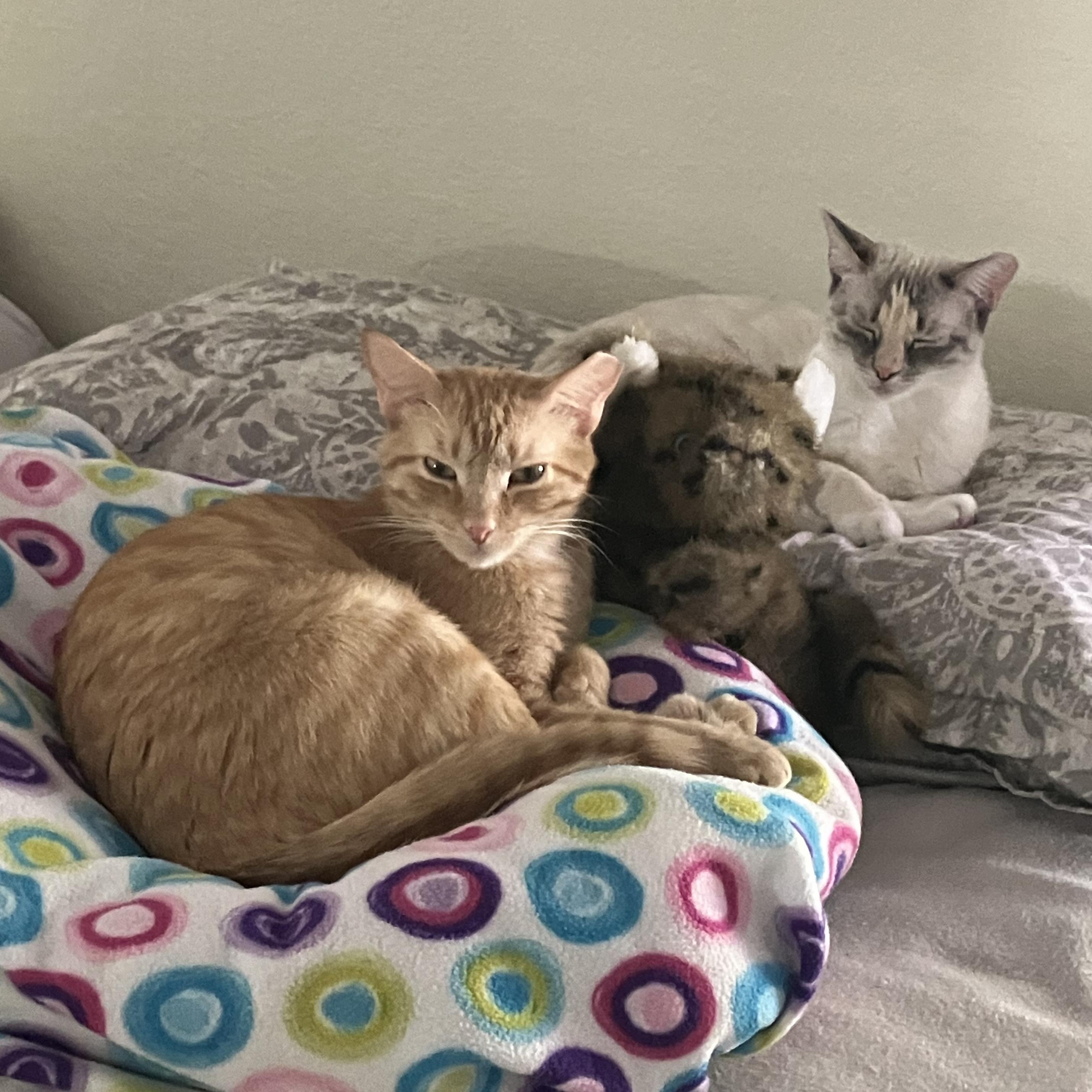 Lacey, a Adoptable mixed breed in Albuquerque, NM image 6/6