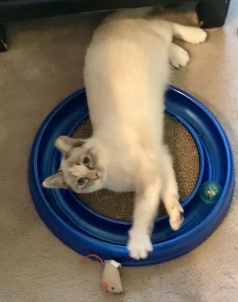 Lacey, Adoptable, Young Female Siamese.