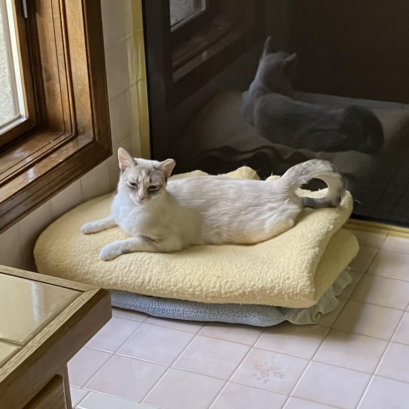 Lacey, an adoptable Siamese in Albuquerque, NM, 87196 | Photo Image 4