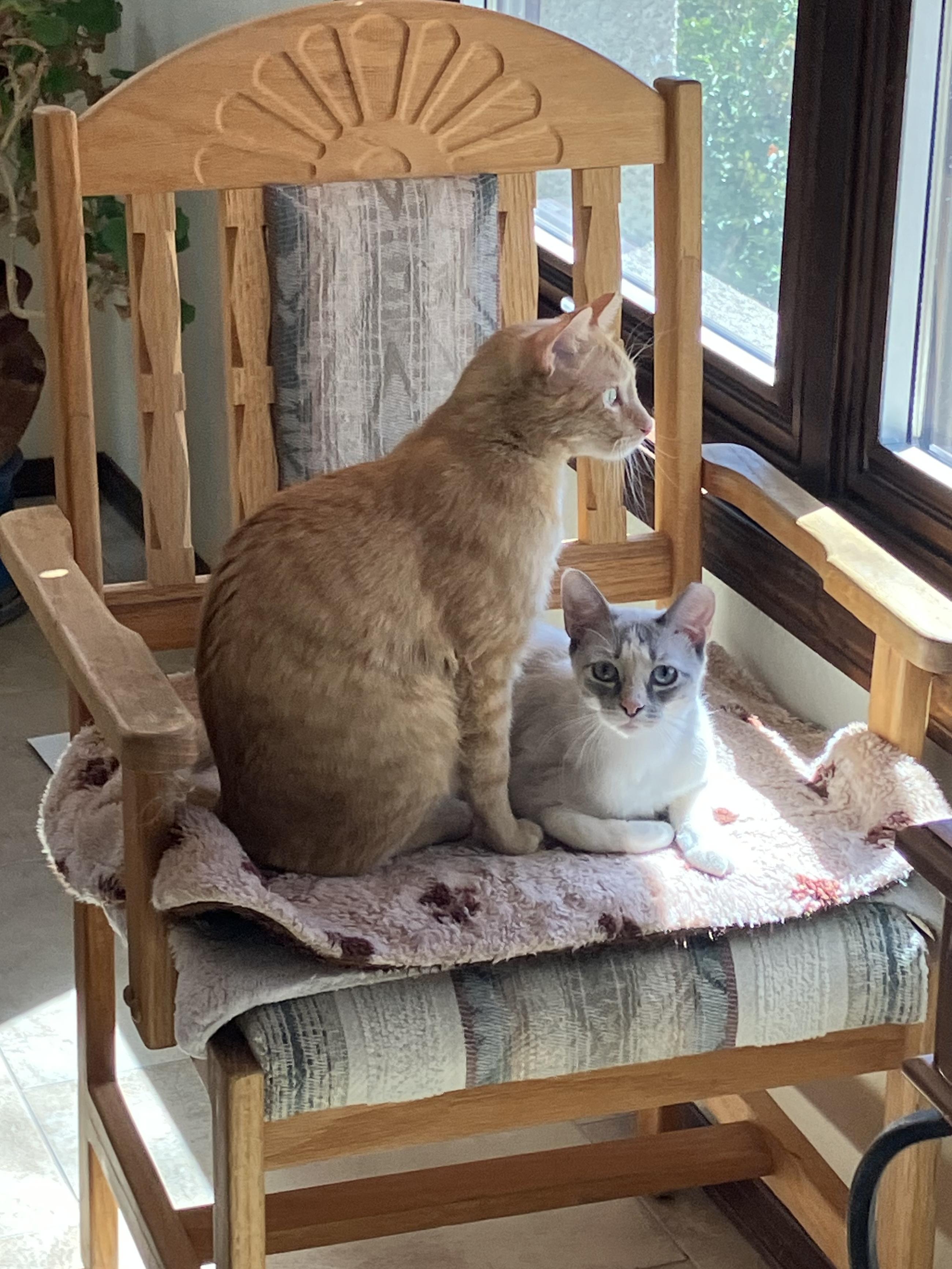 Lacey, a Adoptable mixed breed in Albuquerque, NM image 5/6