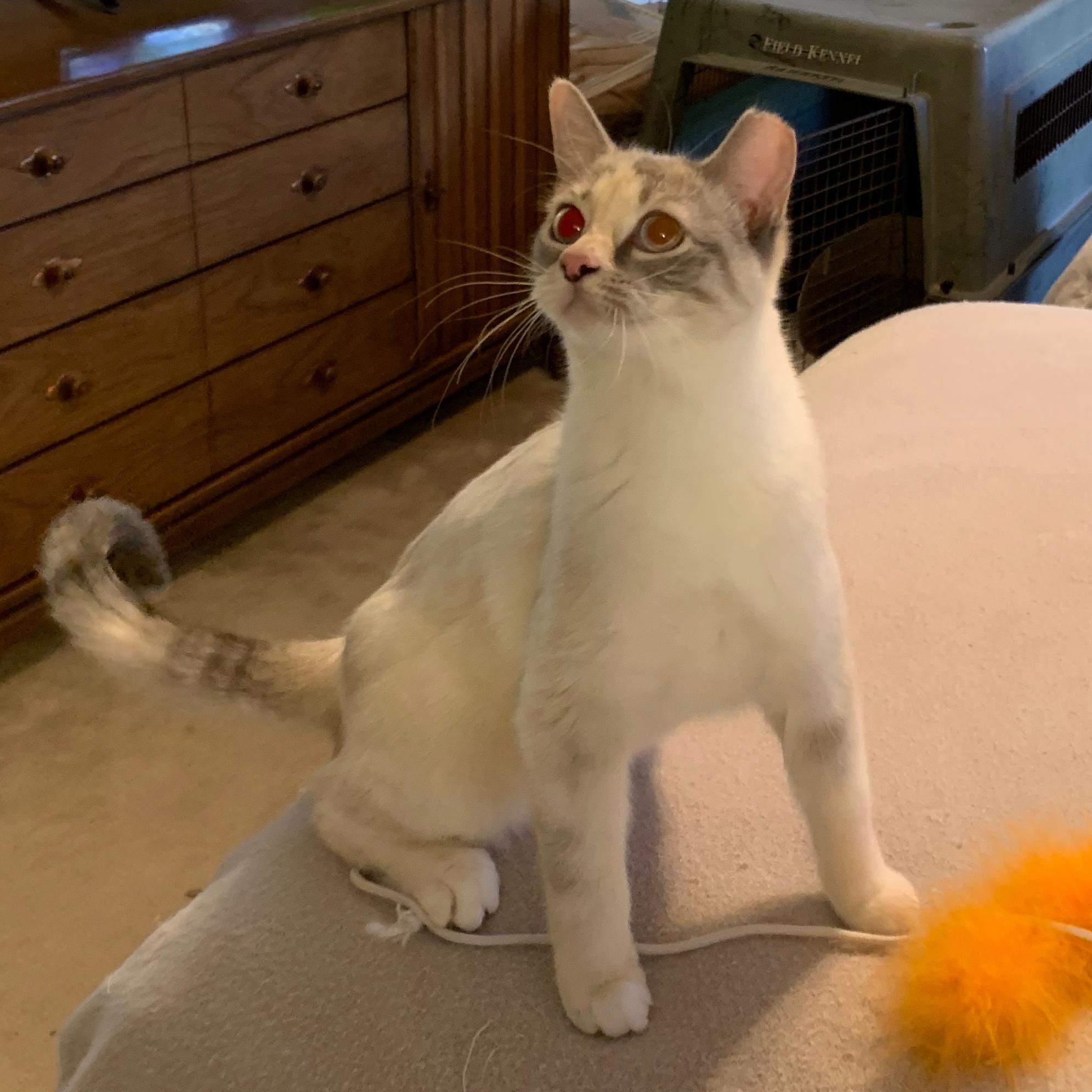 Lacey, an adoptable Siamese in Albuquerque, NM, 87196 | Photo Image 1
