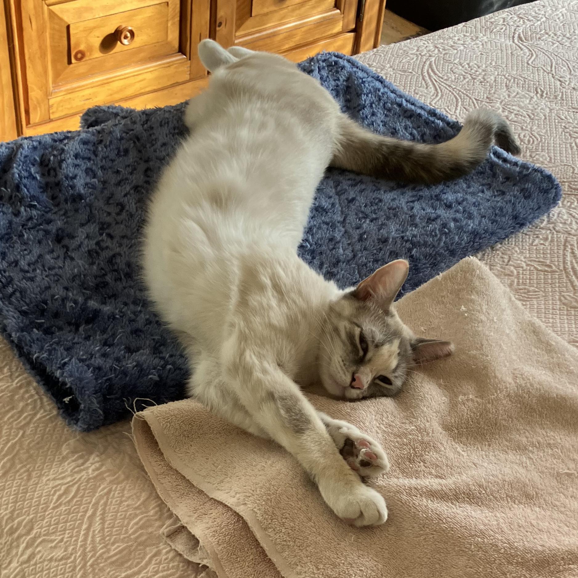 Lacey, an adoptable Siamese in Albuquerque, NM, 87196 | Photo Image 2
