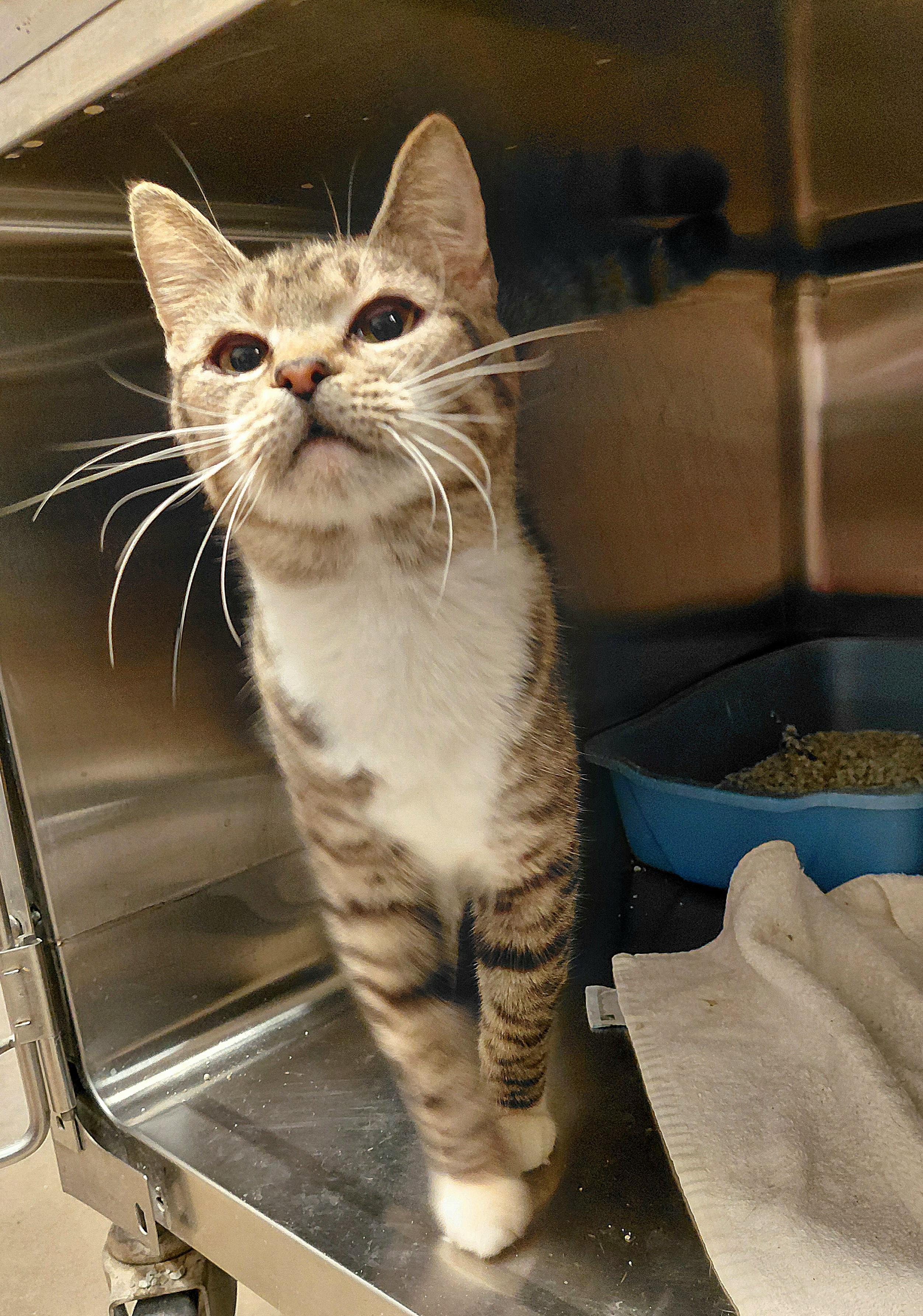 Isabella, Adoptable, Adult Female Domestic Short Hair.