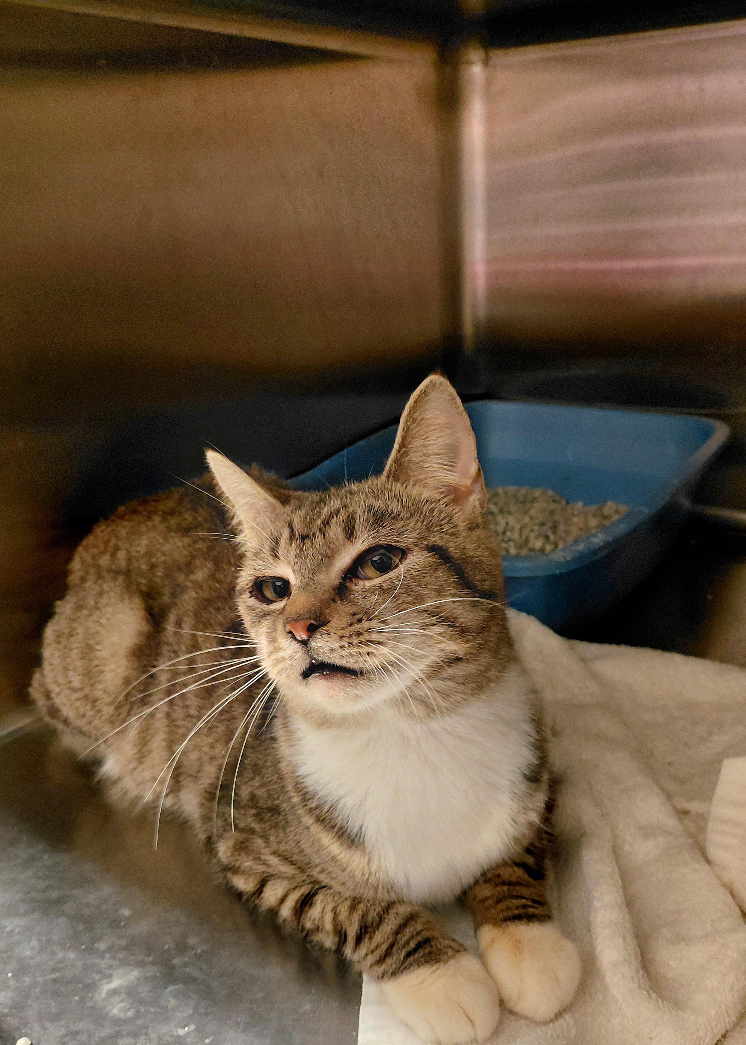 Enlarge Isabella, a Adoptable Domestic Short Hair in Stanley, VA image 2/3