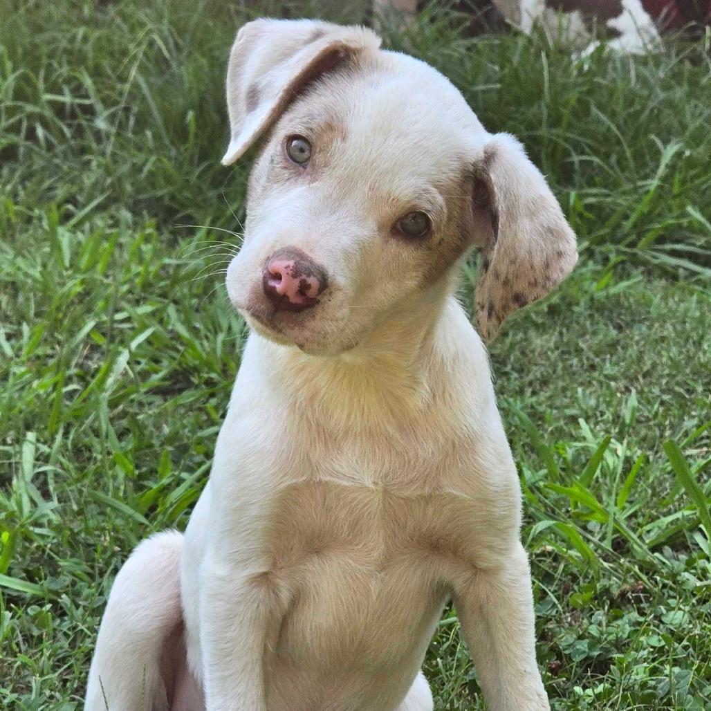 Enlarge Cha Cha Slide, a Adoptable mixed breed in Conway, AR image 1/5