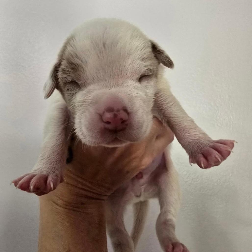 Enlarge Cha Cha Slide, a Adoptable mixed breed in Conway, AR image 2/5