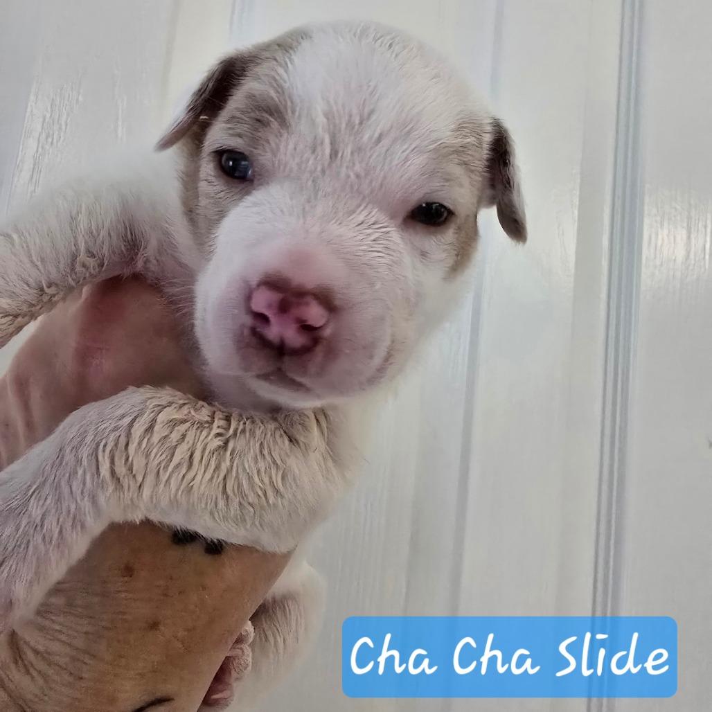 Enlarge Cha Cha Slide, a Adoptable mixed breed in Conway, AR image 3/5