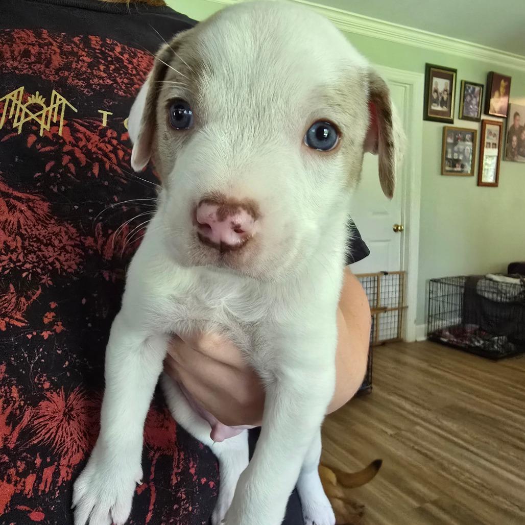 Enlarge Cha Cha Slide, a Adoptable mixed breed in Conway, AR image 4/5