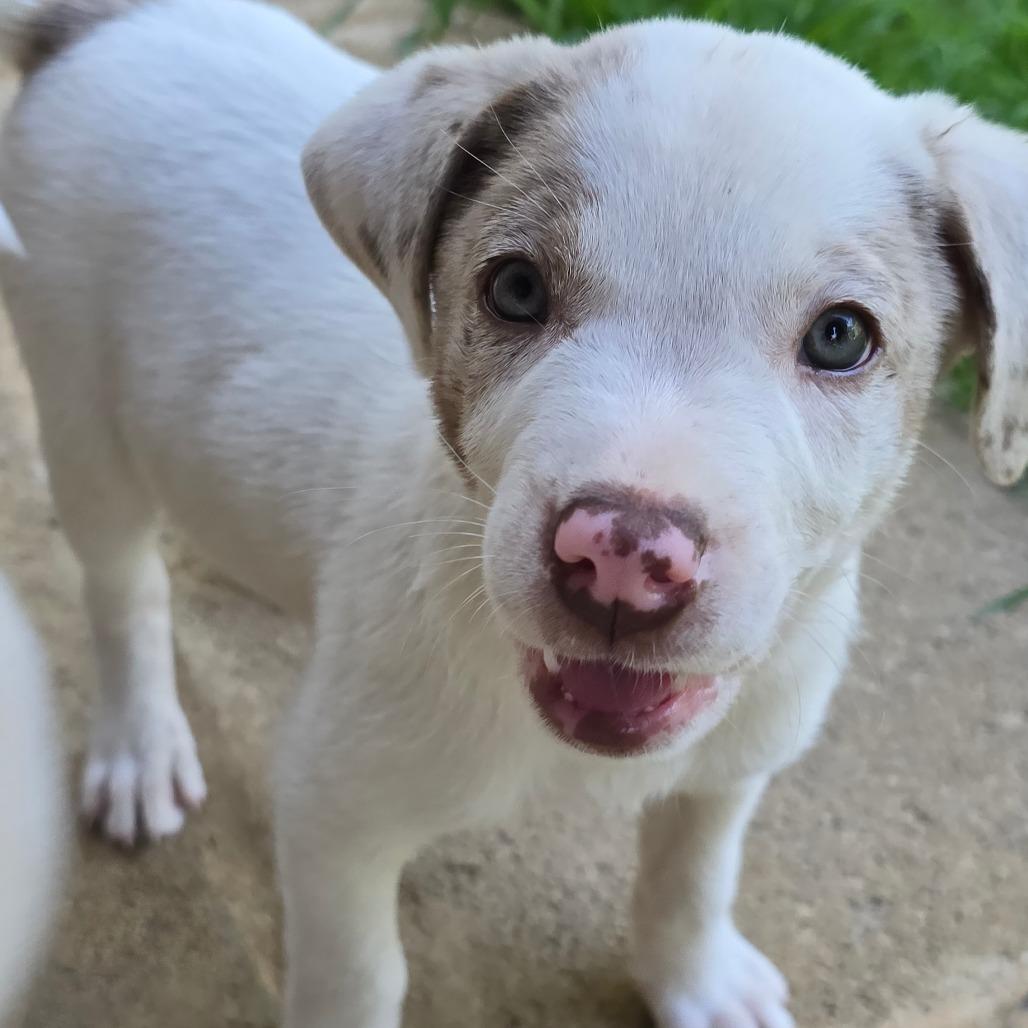 Enlarge Cha Cha Slide, a Adoptable mixed breed in Conway, AR image 5/5