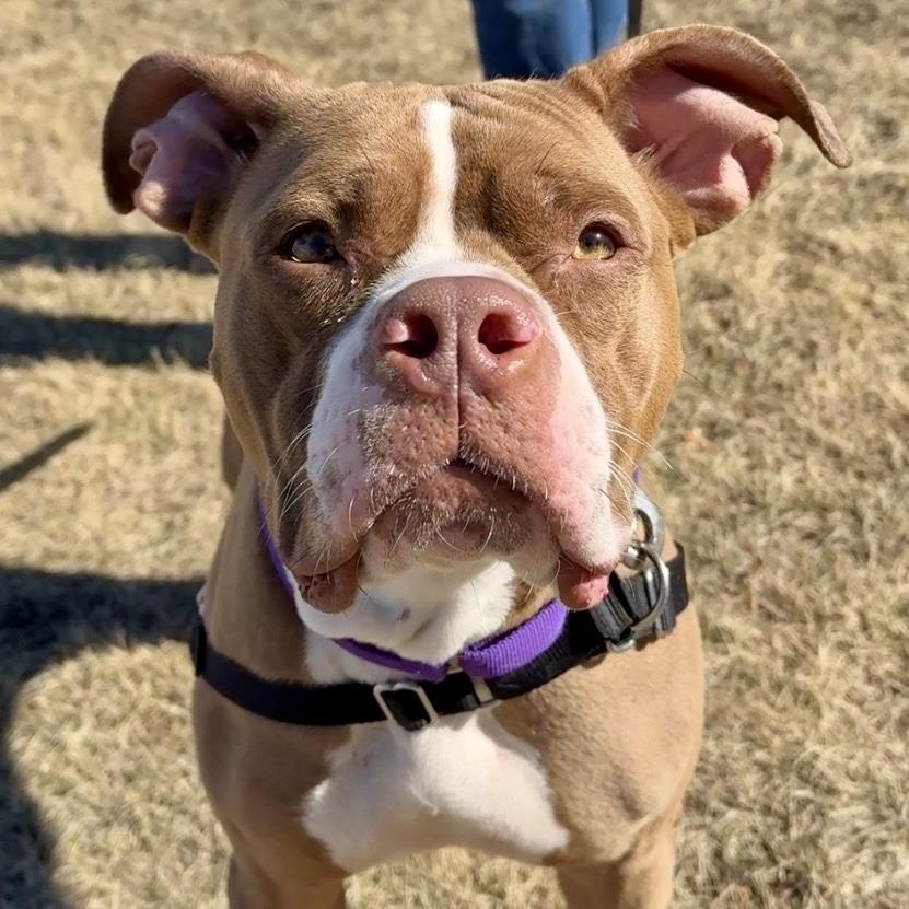 Phoebe, Adoptable, Adult Female Mixed Breed.