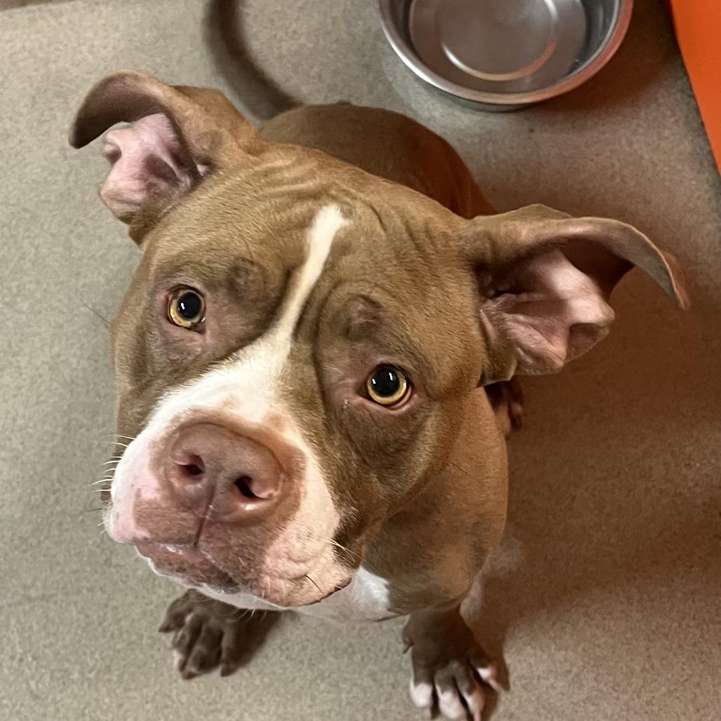 Enlarge Phoebe, a Adoptable Mixed Breed in Waukesha, WI image 2/3