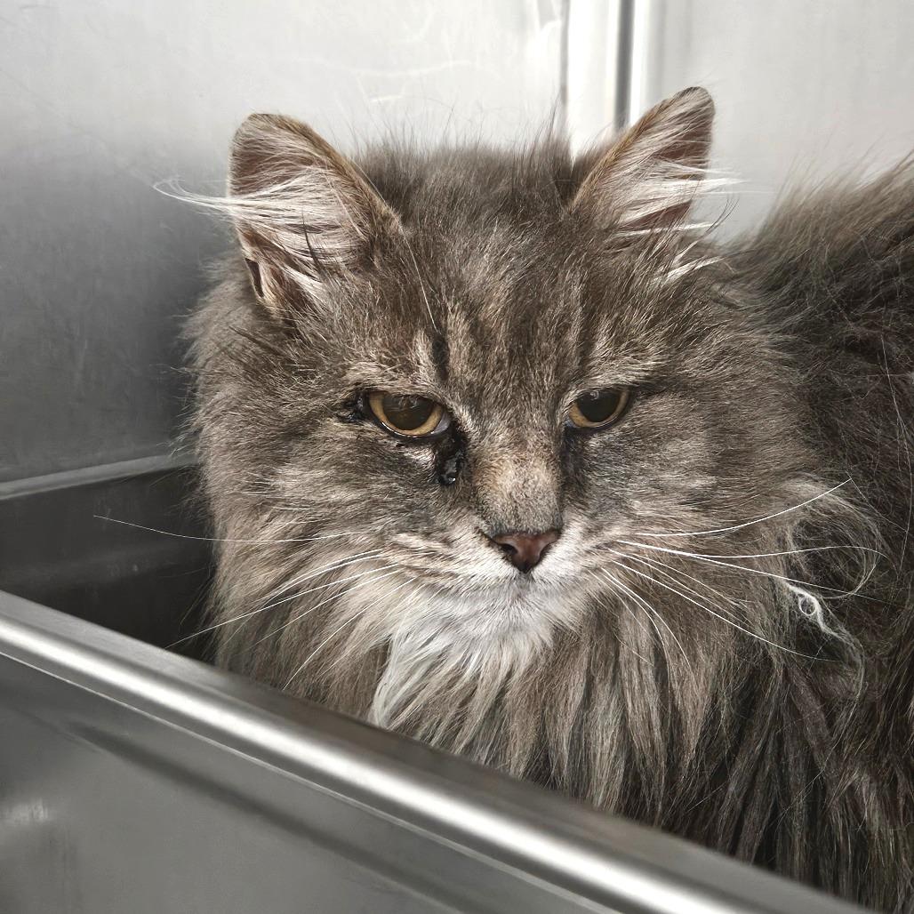 Gem, Adoptable, Senior Female Domestic Long Hair.