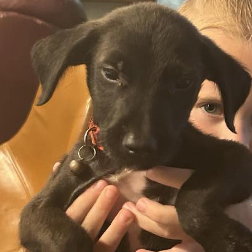 Enlarge Mustard, a Adoptable Mixed Breed in Laurel, MS image 1/3