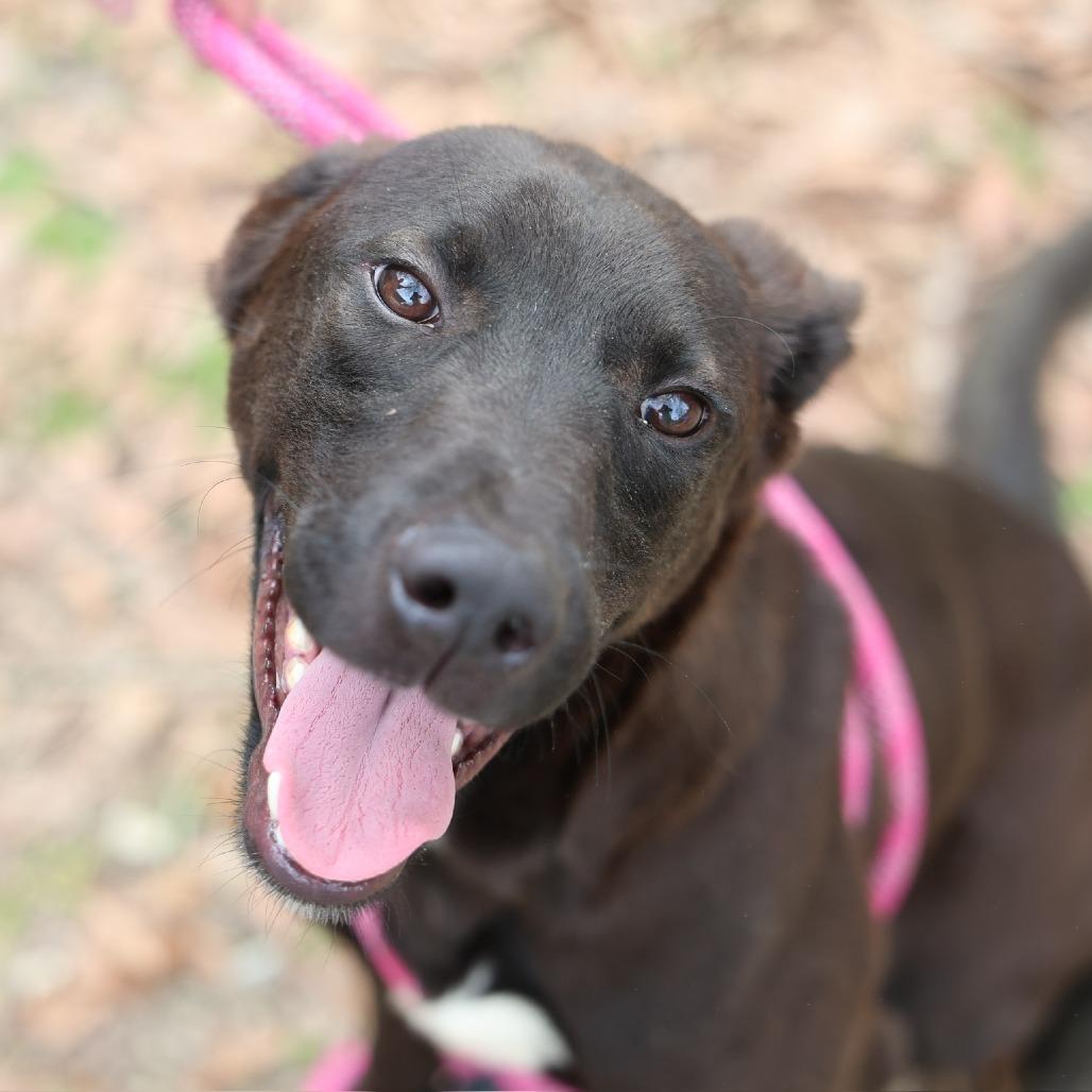 Enlarge Mustard, a Adoptable Mixed Breed in Laurel, MS image 2/3