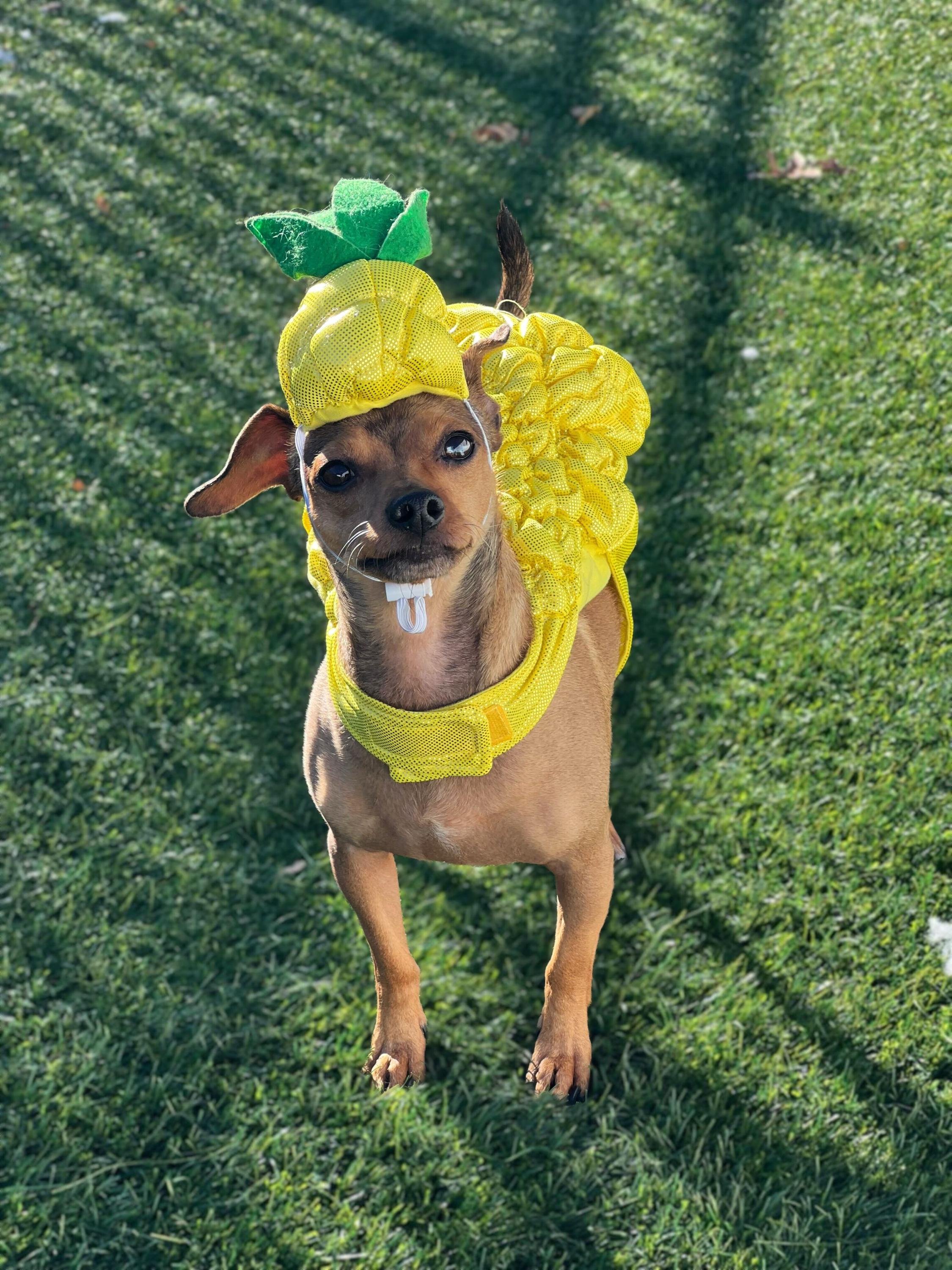 Alex, Adoptable, Adult Male Chihuahua & Dachshund.