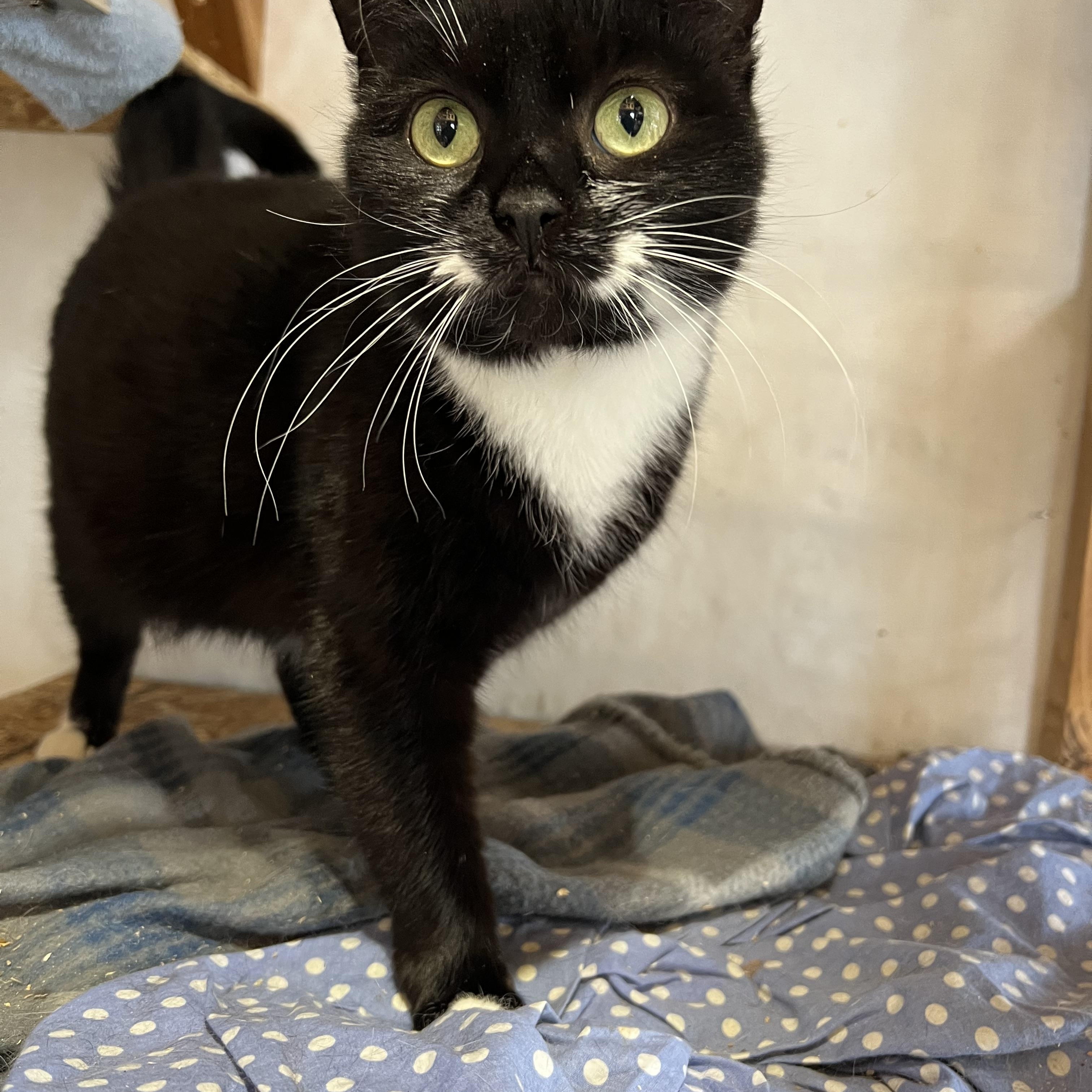 Lizzy, Adult Female Domestic Medium Hair