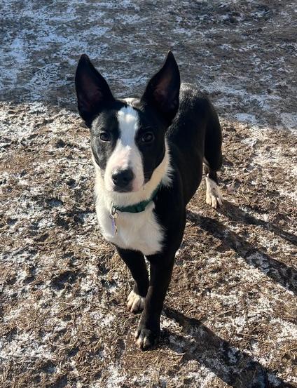 Enlarge Penguin, a Adopted mixed breed in Xenia, OH image 1/6