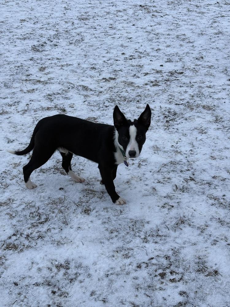 Enlarge Penguin, a Adopted mixed breed in Xenia, OH image 2/6
