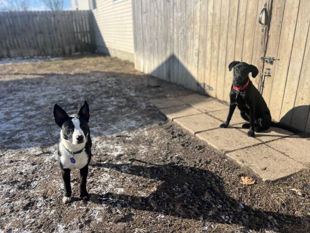 Enlarge Penguin, a Adopted mixed breed in Xenia, OH image 3/6