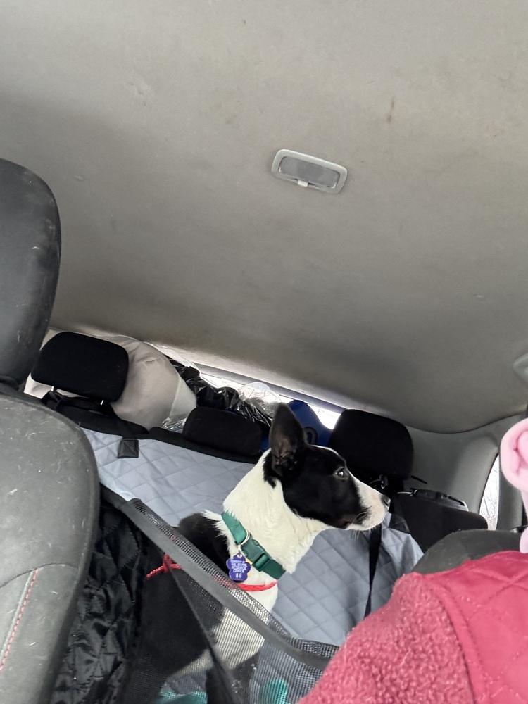 Enlarge Penguin, a Adopted mixed breed in Xenia, OH image 5/6