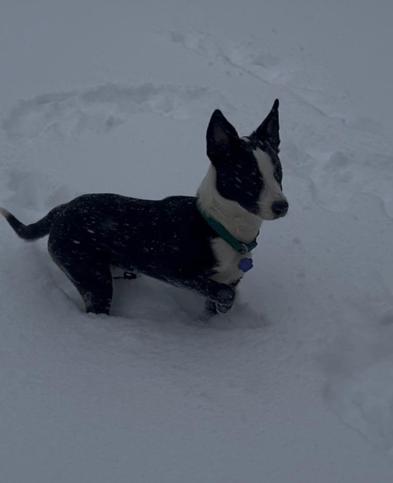 Enlarge Penguin, a Adopted mixed breed in Xenia, OH image 6/6