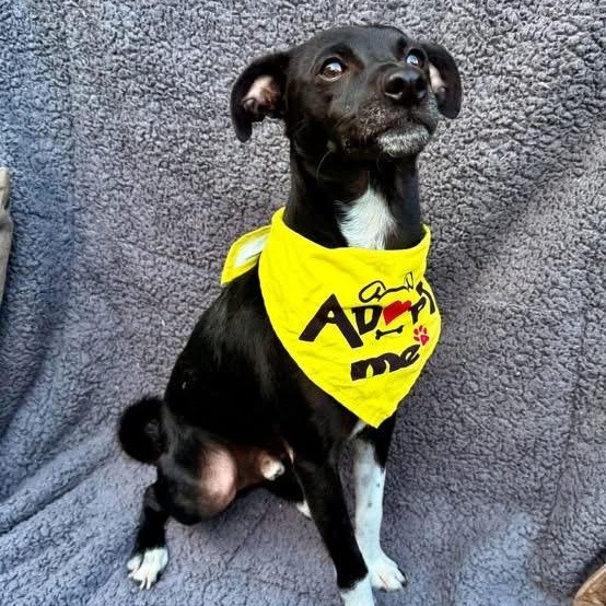 SIMON, Adoptable, Young Male Chihuahua & Terrier.