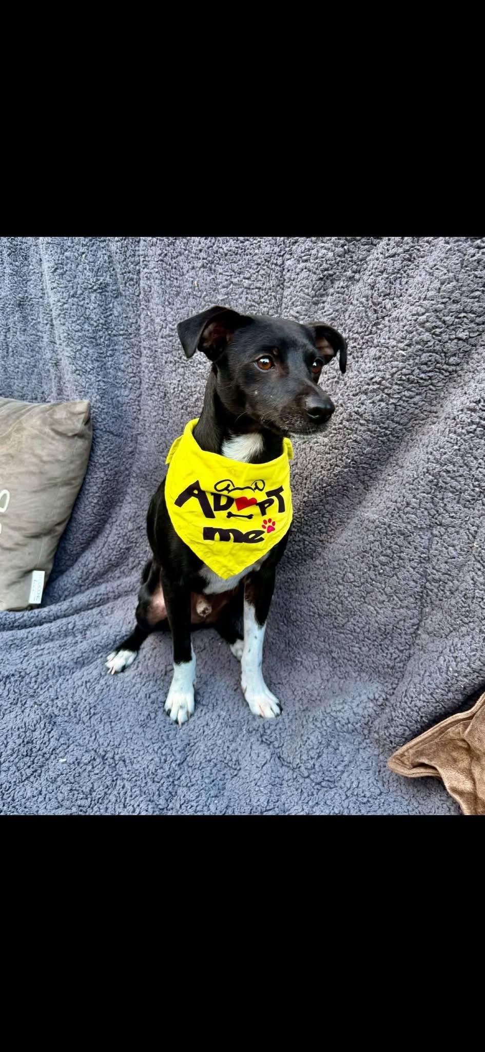 Enlarge SIMON, a Adoptable mixed breed in Langley, BC image 3/5