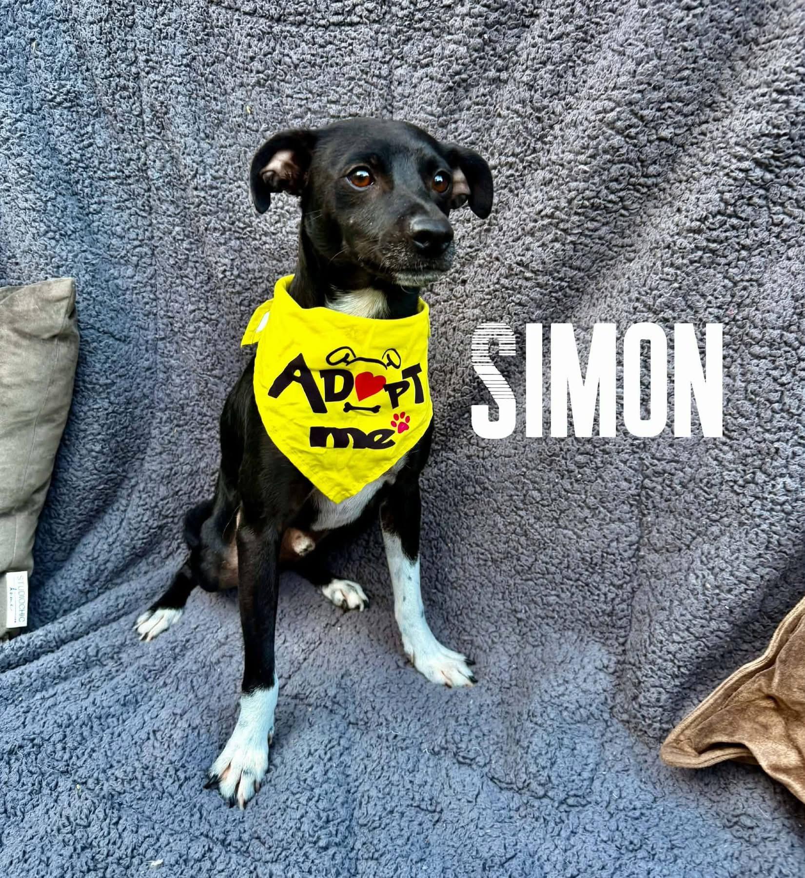 Enlarge SIMON, a Adoptable mixed breed in Langley, BC image 2/5