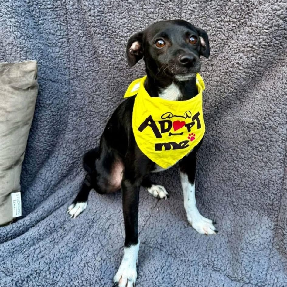 Enlarge SIMON, a Adoptable mixed breed in Langley, BC image 4/5