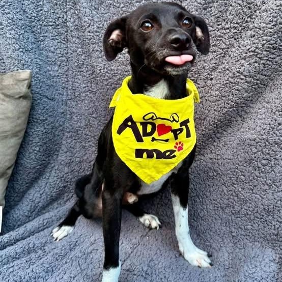 Enlarge SIMON, a Adoptable mixed breed in Langley, BC image 5/5