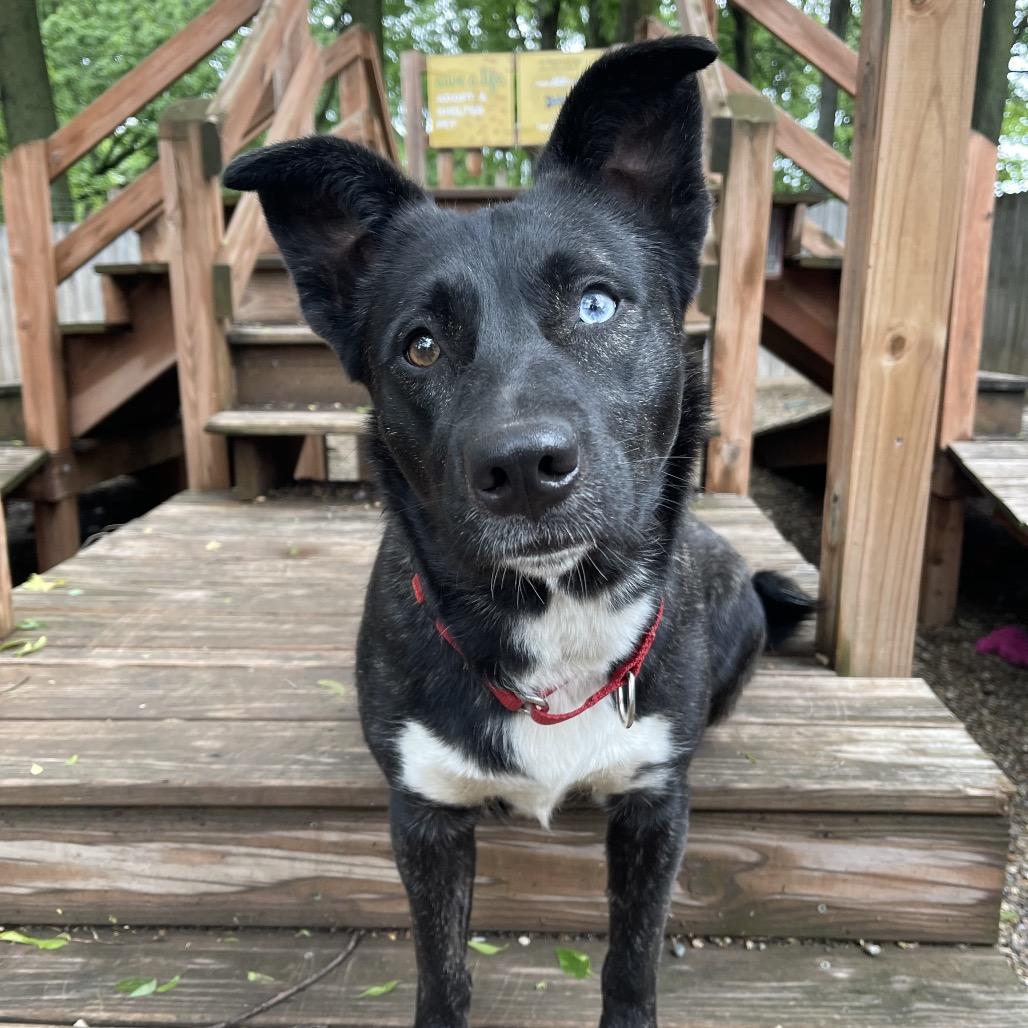 Stella 2259, a Adoptable Husky in Kansas City, MO image 2/6