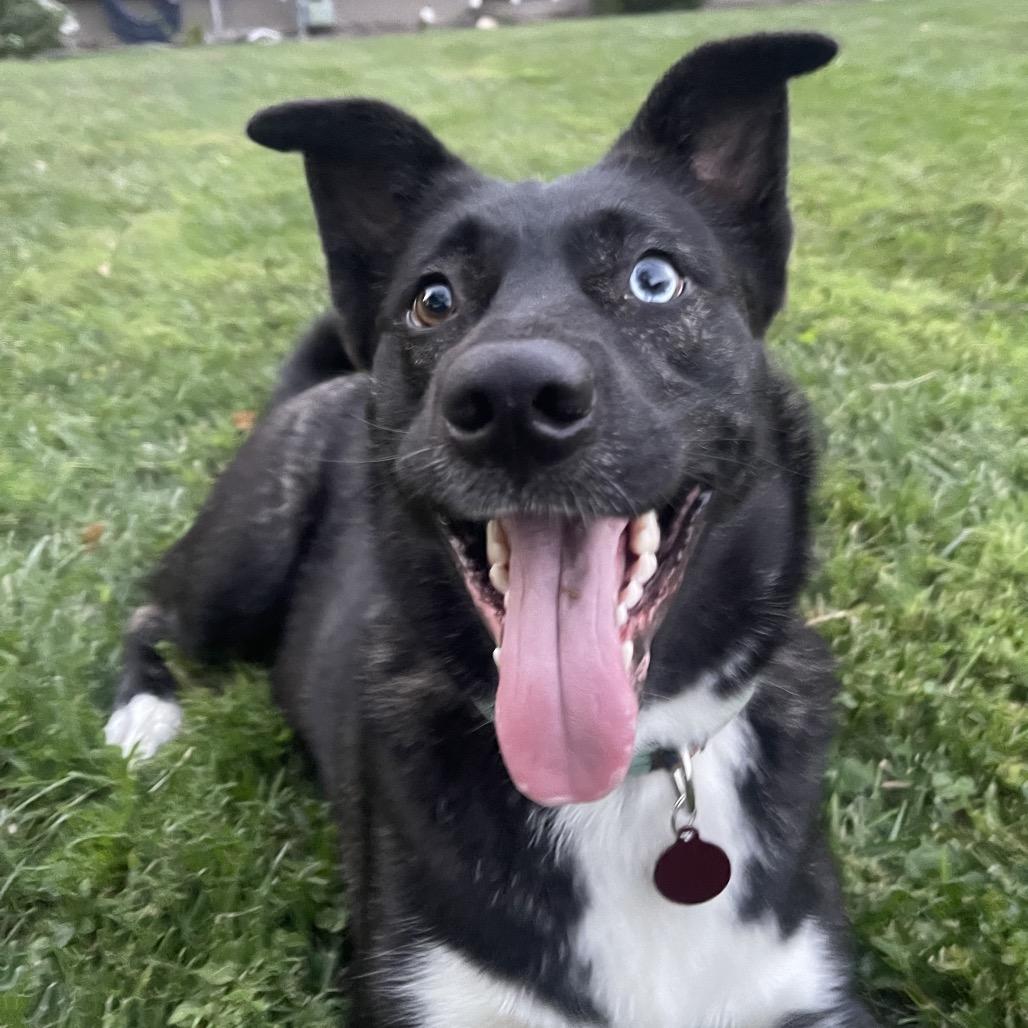 Enlarge Stella 2259, a Adoptable Husky in Kansas City, MO image 4/6