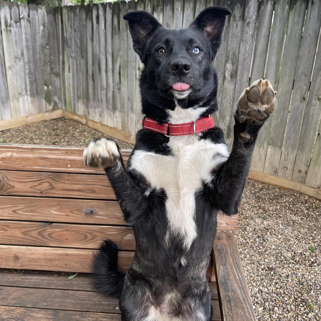 Stella 2259, a Adoptable Husky in Kansas City, MO image 4/6