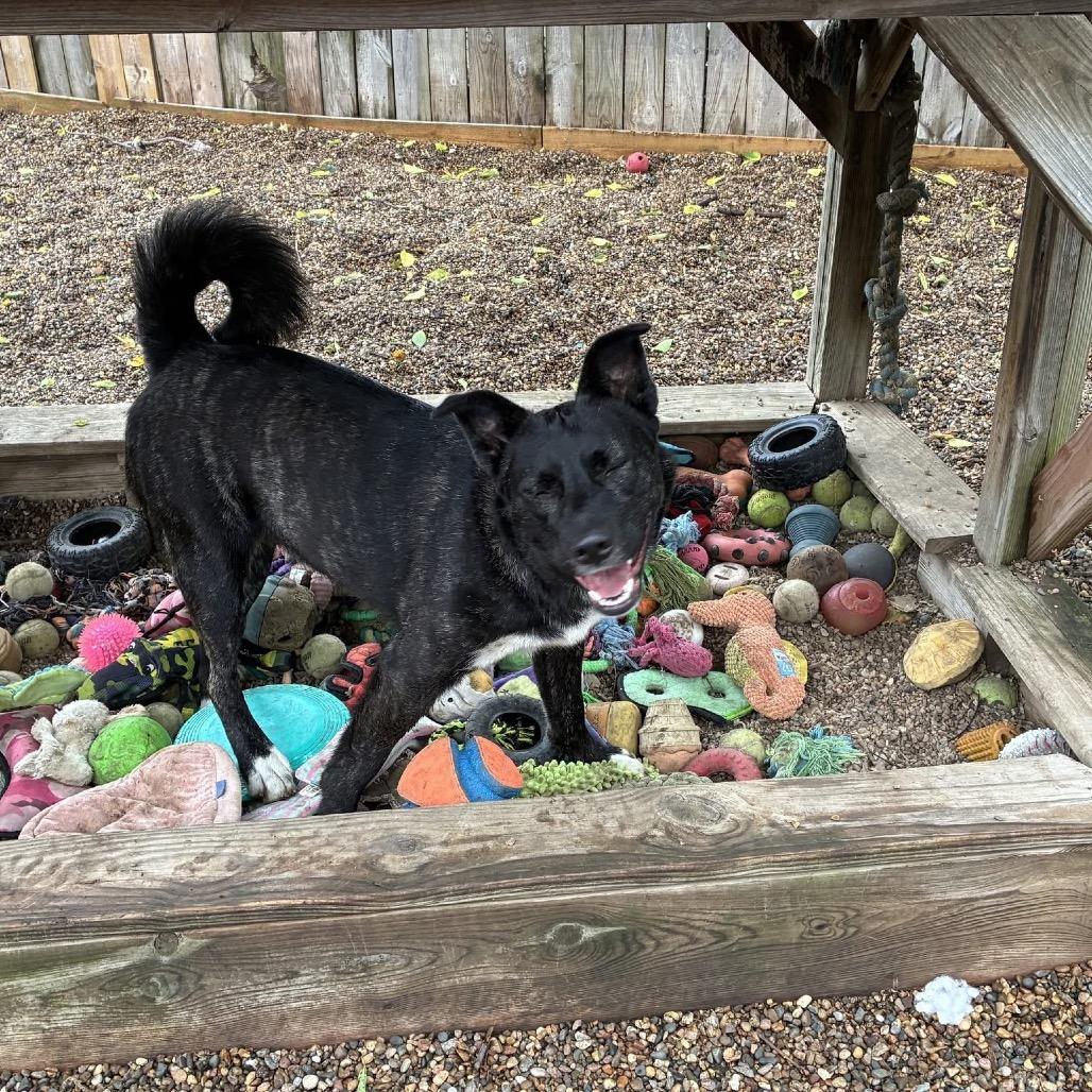 Stella 2259, a Adoptable Husky in Kansas City, MO image 5/6