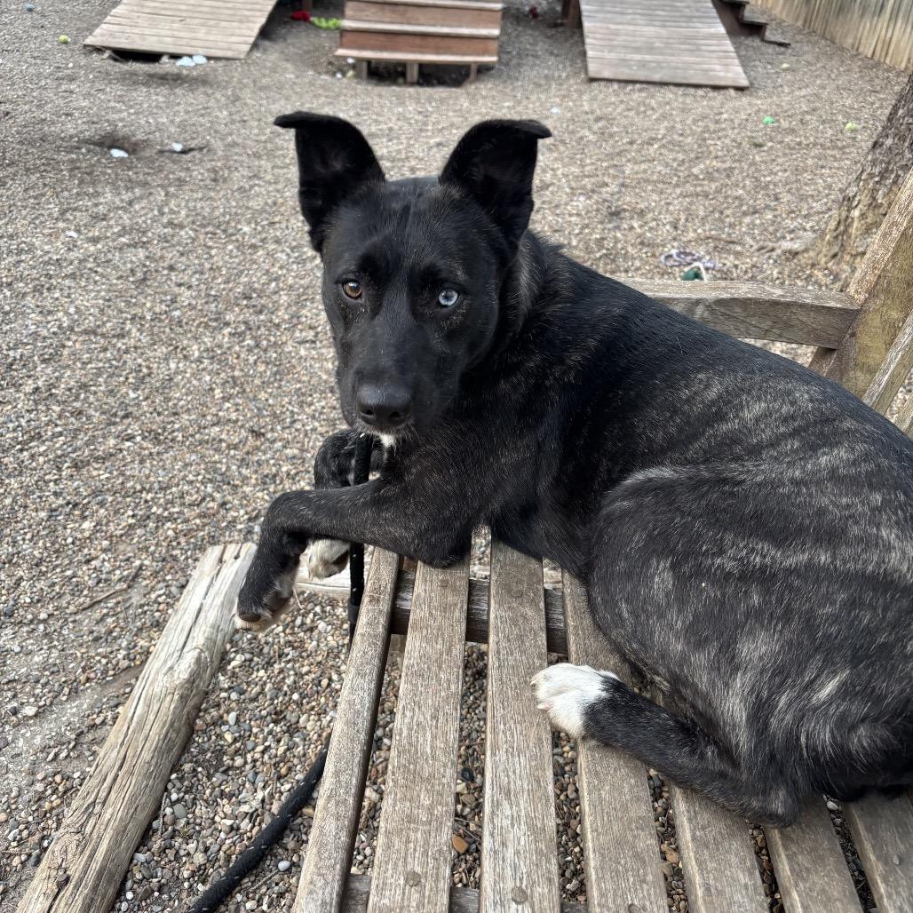 Stella 2259, a Adoptable Husky in Kansas City, MO image 6/6