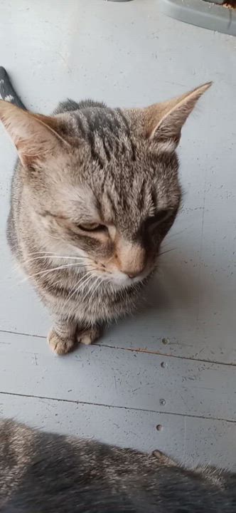 Enlarge Elijah, a Adoptable Domestic Short Hair in Laurelville, OH video 3/3